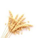 Tagliatelle fraîche