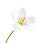 Fleurs de caillette