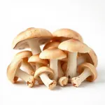 Champignons de champs