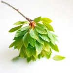 Feuilles de vert