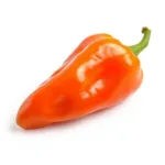 Poivron habanero