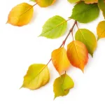 Feuilles de verveine