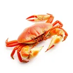 Crabes Dungeness