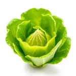 Laitue verte