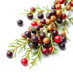 Baies de juniper