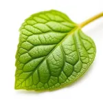 Feuille d'origan