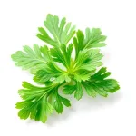 Feuille de persil