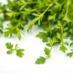 Herbe fraîche