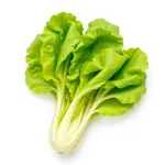 Frisée
