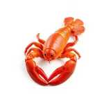 Lobster