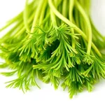 Feuilles de fenouil
