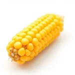 Grain de maïs jaune