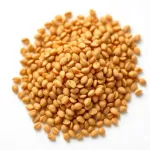 Lentille de Bengale