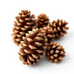 Cones
