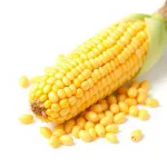 Maïs en grains frais