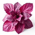 Chicorée rouge