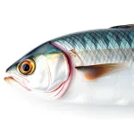 Filet de maquereau